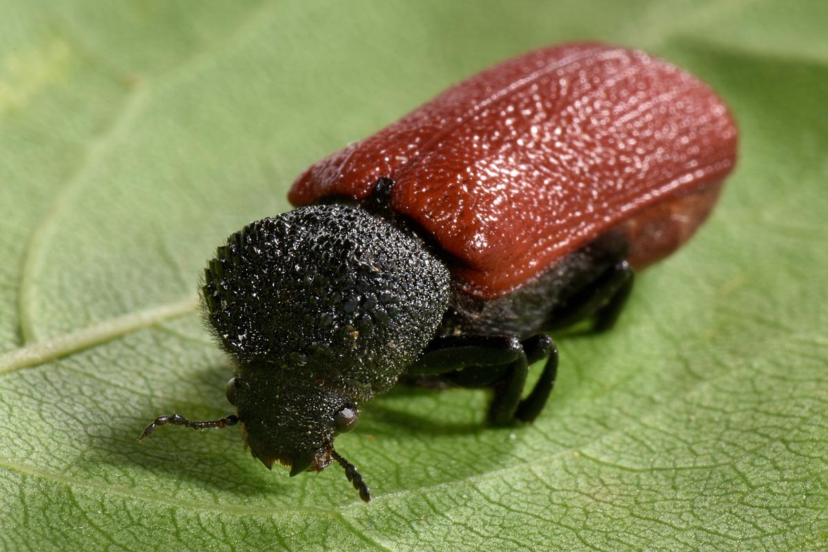 Bostrichidae: Bostrichus capucinus